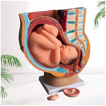 人体模型 解剖モデル　女性骨盤胎児モデル妊娠 9 ヶ月胎児 Amazon.co.jp: 人体模型 解剖モデル 女性骨盤胎児モデル妊娠 9